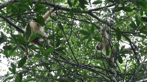 Gibbons Announced Territory Gibbons Climb Tree Stock Footage Video (100 ...