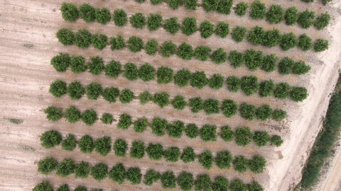 Aerial footage of Lemon tree grove full of lemons. Citrus orchard. Flowering trees in the rue family Rutaceae. Drone Top-down view with downward rotation