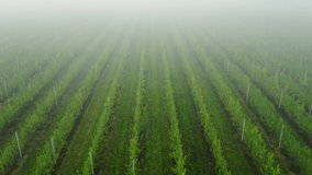 Flying over along the rows of green plant crops in an agricultural field on farmland on a misty atmospheric day in spring