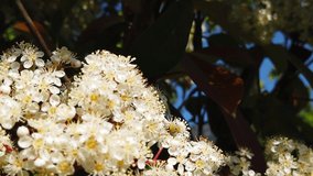 A close up clip of bees collecting pollen from spiraea blossoms in the spring. Shot at 120 fps and presented as slow motion.
