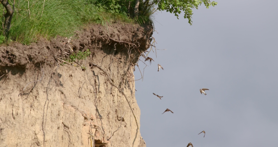 Birds of the swallows fly at the rocky nest 