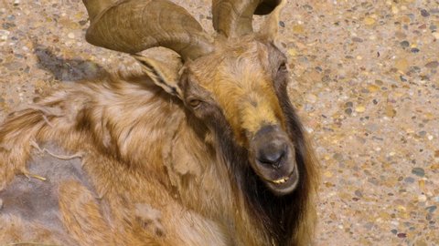 Markhor male goat looks into camera and than away.