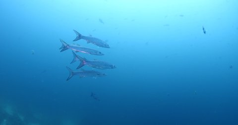 barracudas underwater fish school over the corals tropical waters 