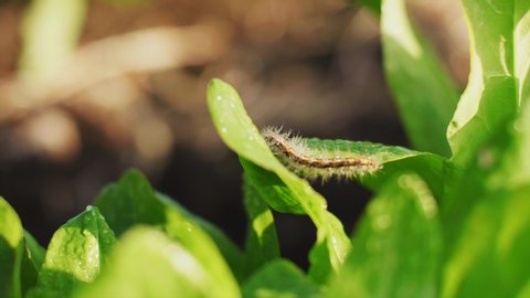 Furry little caterpillar crawls on a juicy green sorrel leaf at Sunny day on blur backgroung.