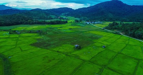 Aerial shot of paddy field in Kelabit settlement in Bario village, Sarawak, Borneo, Malaysia