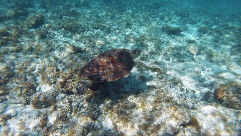 Close up Shot of Swimming up and Snorkelling With Turtles in the Sea in the Philippines, Bohol for a holiday. Turtle Acting Natural as it is followed closely with a camera in the crystal Clear Water.