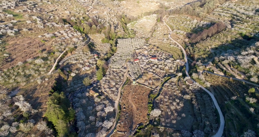 Aerial video of the flowering of the cherry tree in the Valle del Jerte_Spain