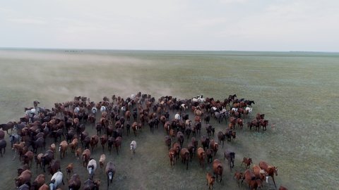 Pastureland aerial scene with large horse herd galloping on the green grass at evening. Kazakhstan wild nature beauty at spring. Rural steppe with grazing geldings and stallions. Freedom and power