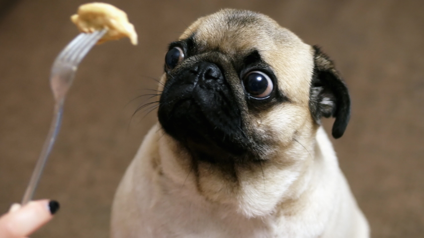 Funny portrait of a surprised and hungry pug, girl teases a dog with food, hypnotizes moving food in front of the muzzle, pug want to eat Royalty-Free Stock Footage #1030765265