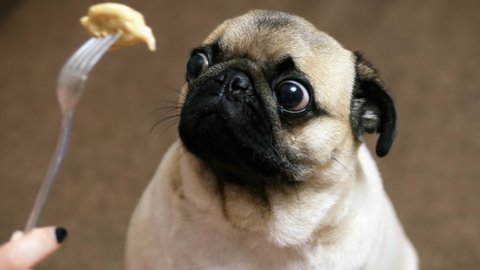 Funny portrait of a surprised and hungry pug, girl teases a dog with food, hypnotizes moving food in front of the muzzle, pug want to eat