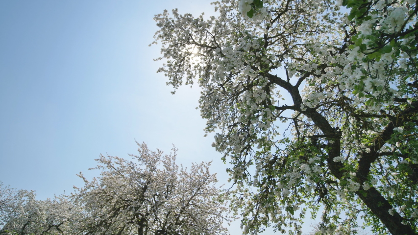 Flowering apple trees in the Russian village in May and the rays of the sun. Video in motion with the sounds of lively villages and birds. | Shutterstock HD Video #1030769885