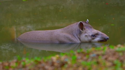 4K video of Brazilian Tapir in the water, Thailand.