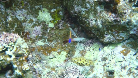 A pair of Nemateleotris magnifica, the fire goby, fire fish, fire dartfish, red fire goby or hatatate haze near Ishigaki island
