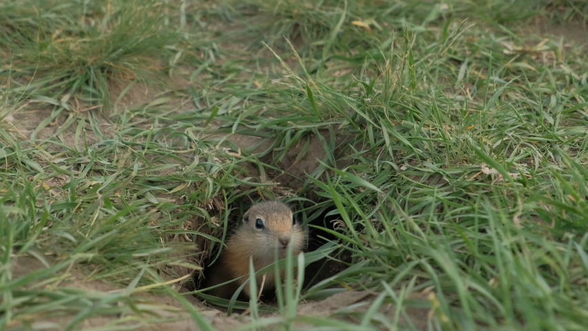 Close-up gopher crawls out of his hole.