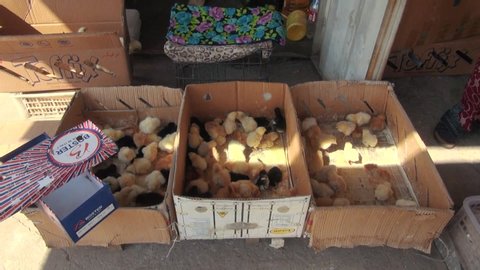 osh, Kyrgyzstan - 06 24 2018: Bishkek, Kyrgyzstan - june 24, 2018: A lady selling chickens Osh Bazar.