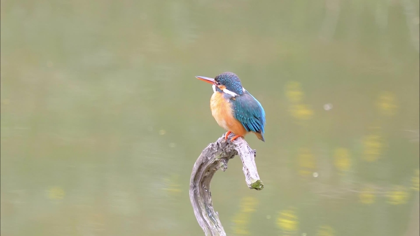 Slow motion movie of the scene that bird Kingfisher (Alcedo atthis) stand on the branch in middle of pond and look around alertly, shake head and body.