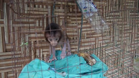 Baby Monkey Stuck Iron Aboriginal Village Stock Footage Video (100% 