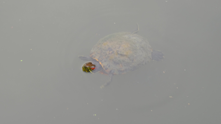 Texas River Cooter (Pseudemys texana) swimming in a murky river water, a turtle native to Texas