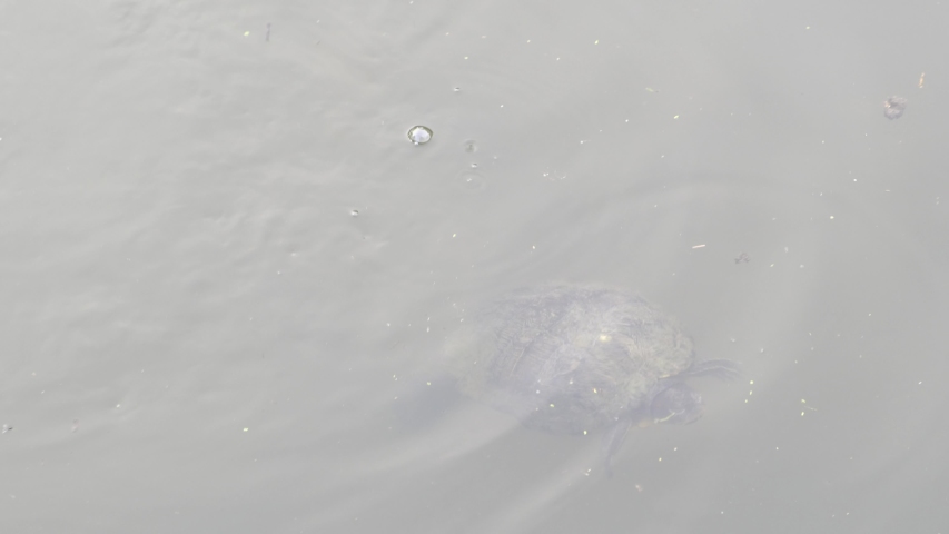 Texas River Cooter (Pseudemys texana) swimming in a murky river water, a turtle native to Texas