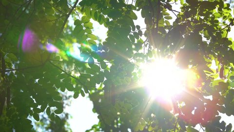 Green foliage of tree and bright sunlight bursting through leaves isolated on sky background. Real time video footage.