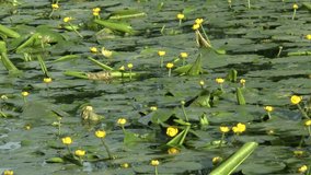 Yellow lillies in river stream