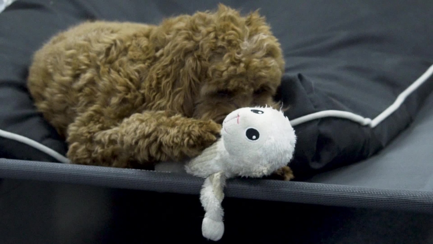 cavoodle stuffed toy