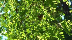 Closeup view of branches of acacia tree growing outdoors. Green fresh spring or summer foliage and dry brown seeds hanging isolated at sunny blue sky background. Real time 4k video footage.
