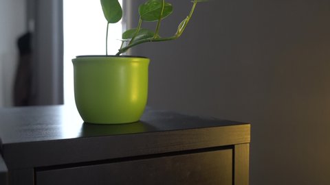 Tilt up shot to a green, plant flower in the office, on a cupboard, shallow depth of field, space to add more media