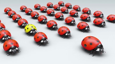 View of a red ladybugs squad during a training with a unruly yellow one among them that doesn't follow the instructions doing the own thing, on a clear background