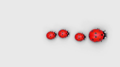 Top view of a ladybugs family composed from a parent with three children behind him that are walking in a row along a straight path, coming in from the left and going out to the right
