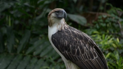 Slow mo. Philippine eagle Pithecophaga jefferyi
