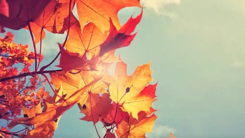 Fall Leafs Abstract Background Stock Vector (Royalty Free) 150055598 ...