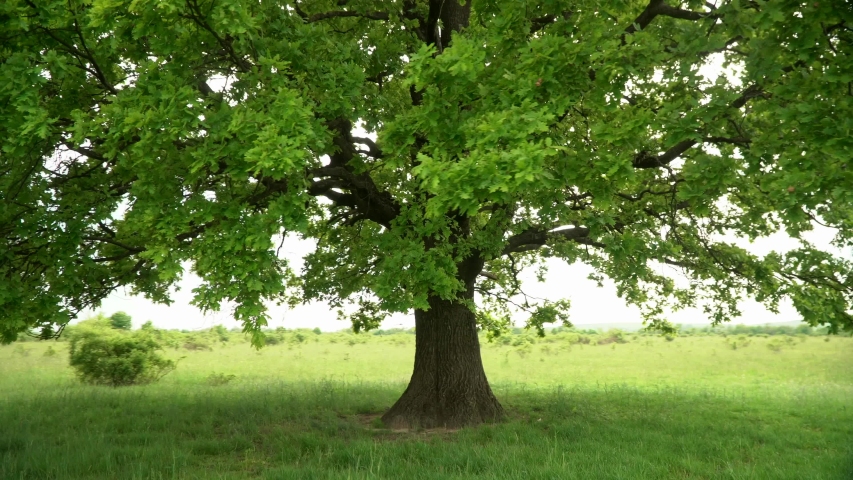A lonely tree in the middle of a field. Green healthy oak clearly visible foliage and branches , close-up. Against the green horizon