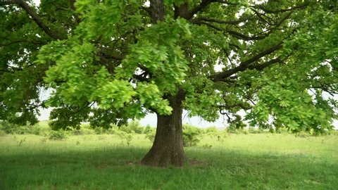 A lonely tree in the middle of a field. Green healthy oak clearly visible foliage and branches , close-up. Against the green horizon