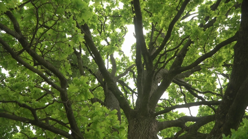 Lush oak crown inside.A lone oak in a field. Branches and oak leaves close-up.Green oak leaves on the branches. Royalty-Free Stock Footage #1030796531