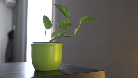 Stabile shot of a fresh green plant in a grey office environment