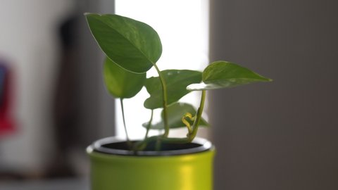 Fresh green plant, flower in an office environment, shallow depth of focus, selective blurred background and copy space around