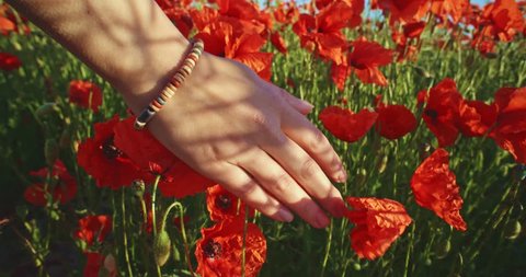Close-up of woman's hand running through poppies field, crane shot. Slow motion 120 fps. Filmed in 4K DCi resolution. Girl's hand touching red poppy flowers closeup. Love nature concept.