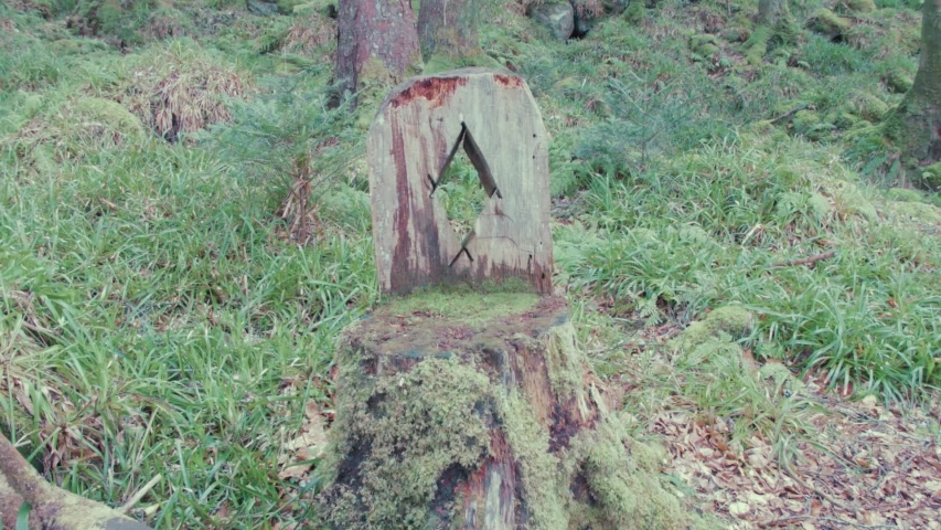 Chair cut out of felled tree in forest