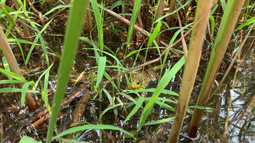 Hiding frog in grass and swamp