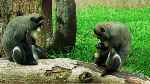 De brazza's monkey eat food.