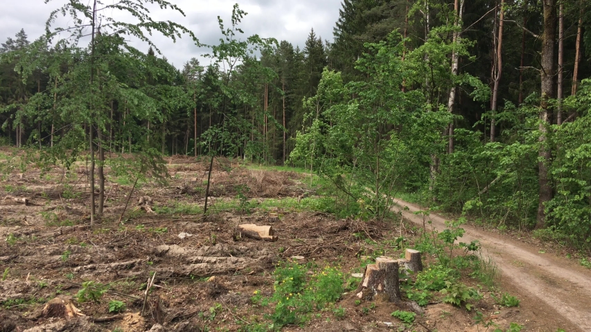 Video sawed pine logs lie on the grass in the forest.