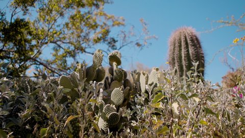 Close up of cacti plants in Phoenix desert. Shot on a Canon C200 in 4K in Phoenix, Arizona. 