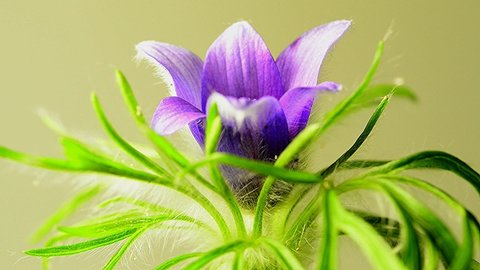 European pasque flower, medicinal plant with flower