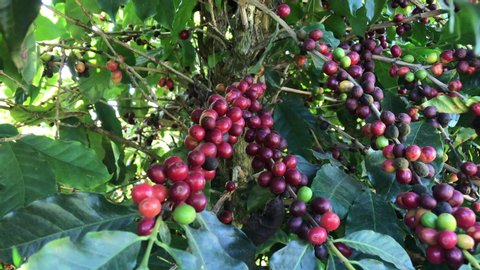 MINAS GERAIS, BRAZIL: Coffee bean on coffee tree in cafe plantation