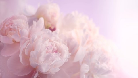 Beautiful pink peony bouquet open on pink background. Time lapse of Blooming peony or roses flowers opening close-up. Wedding backdrop, Valentine's Day concept. Birthday bunch. Flower closeup. 4K UHD