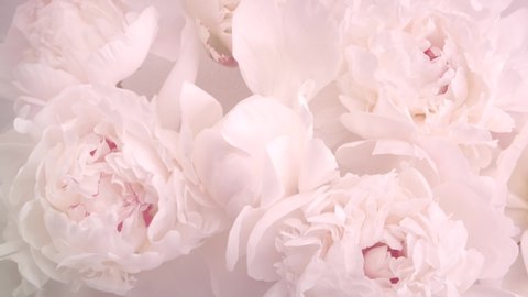 Beautiful pink peony flowers bouquet opening background. Blooming roses flower open, time lapse, closeup. Wedding backdrop, Valentine's Day concept. Bouquet backdrop, closeup 4K UHD timelapse