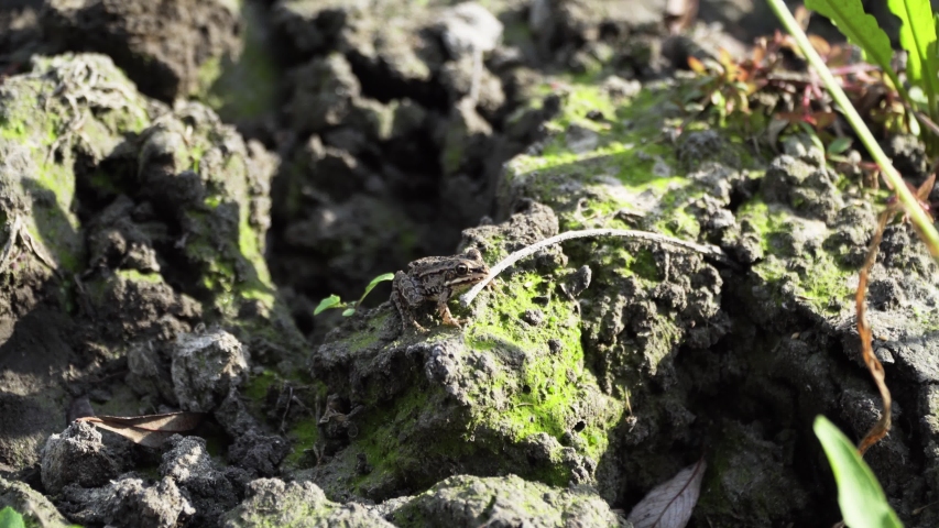 Marsh frog jumps out of frame to hide, Kopacki Rit park, Osijek Baranja County. Croatia