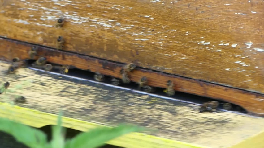 honey bees returning an departing from domestic beehive