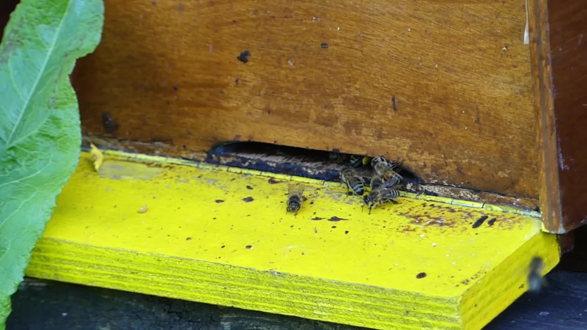 honey bees returning an departing from domestic beehive